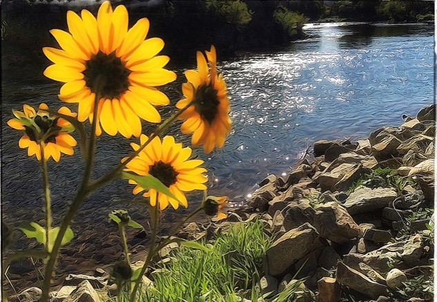 Daisies on River