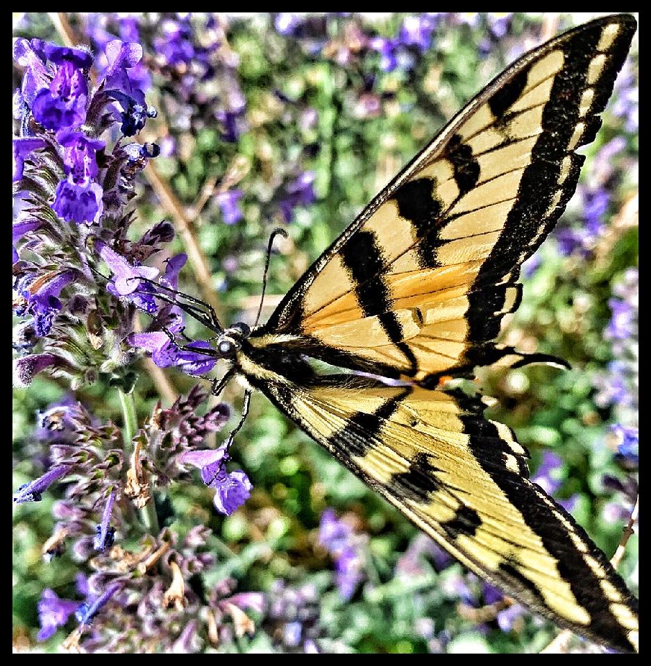 Scofield Butterfly